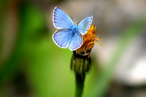 Ein Schmetterling sitzt auf einer Blume