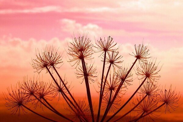 A plant under a red sunset in the sky falls light