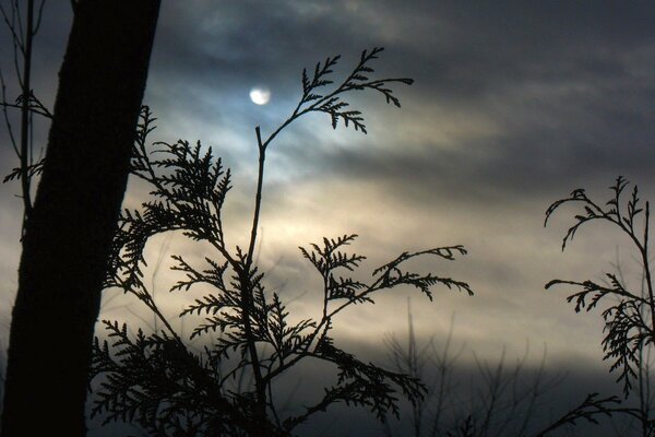 Auch bei Nebel sind der Mond, die Wolken und die Äste deutlich sichtbar