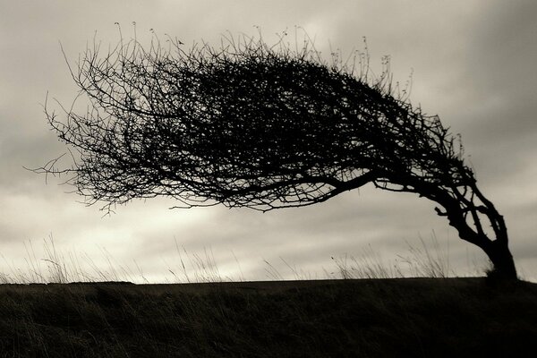 Un árbol oscuro se inclinó por el viento