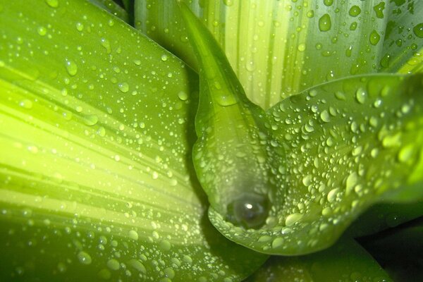 Dew drops on bright green leaves