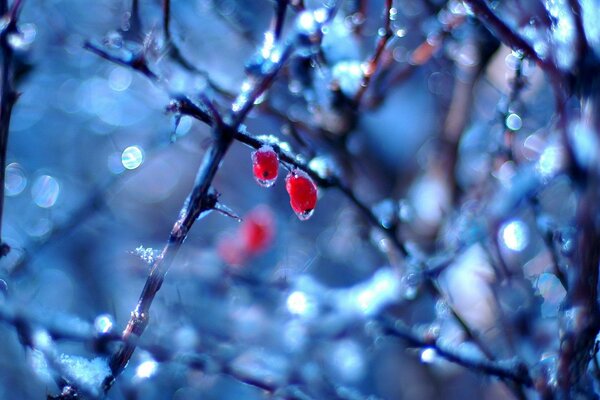 Red berries on branches with drops