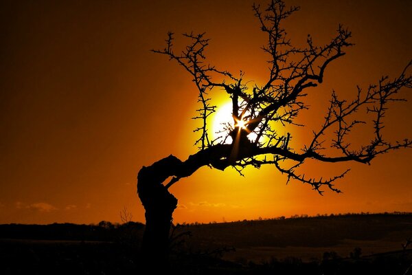 Holzhaken vor dem Hintergrund der untergehenden Sonne