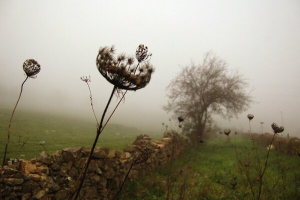 starker Nebel. Stein Zaun