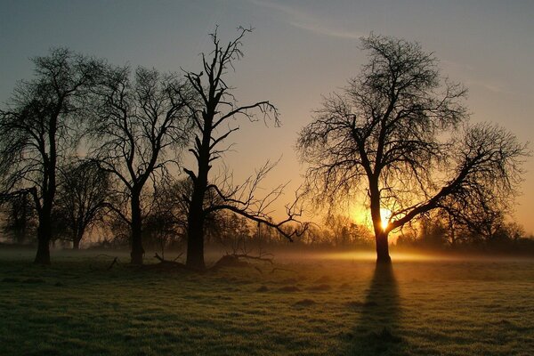 Arbres noirs au soleil du matin