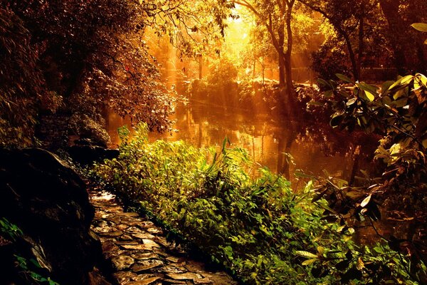 A path on the background of a river and a forest