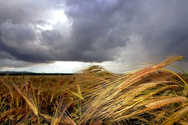 Haymaking in stormy weather