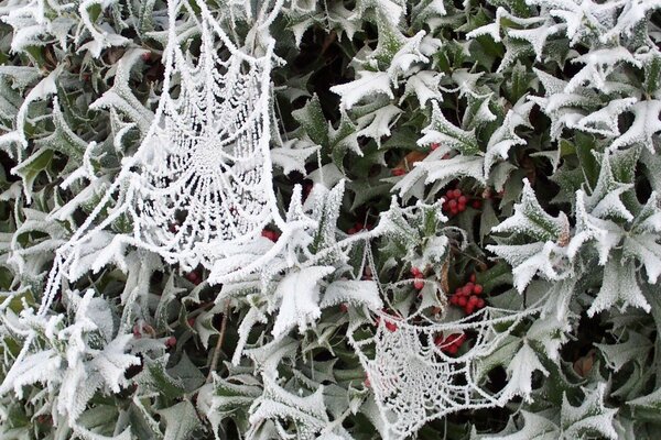 Spinnennetz auf Blättern mit Beeren im Schnee