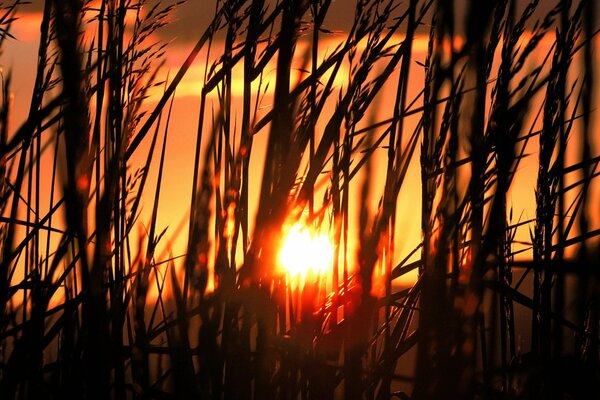 The sun at sunset peeks through the grass