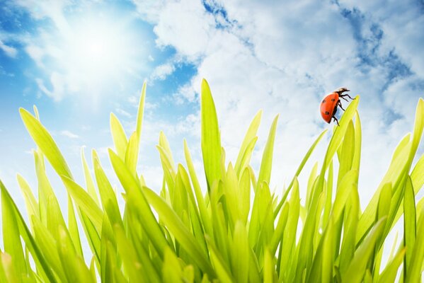 Coccinella su erba giovane