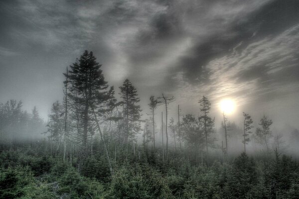 A gloomy fir forest drowning in fog