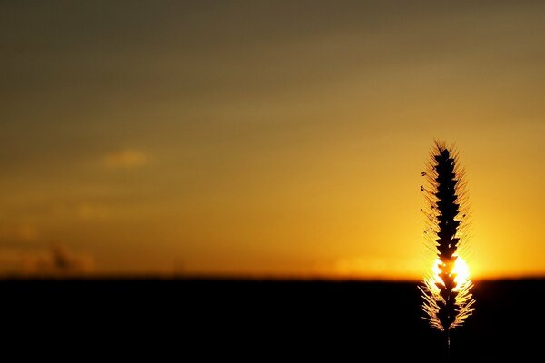 Sunset on the background of a spikelet