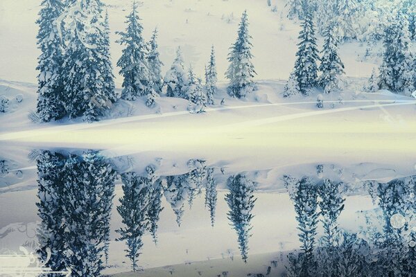 Paysage d hiver: sapins dans le reflet de la surface de l eau