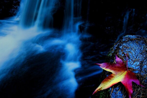 Pink and yellow leaf in the waterfall