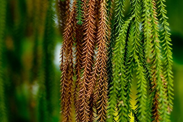 Prickly green branches are hanging