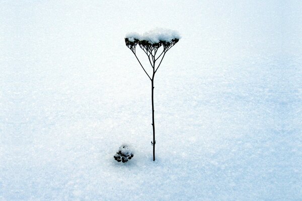 Tallo en invierno en medio de la nieve