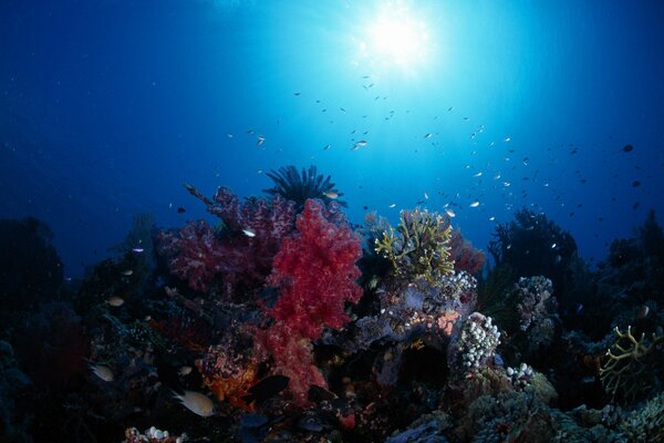 Кораллы освещенные солнечным светом на дне морском