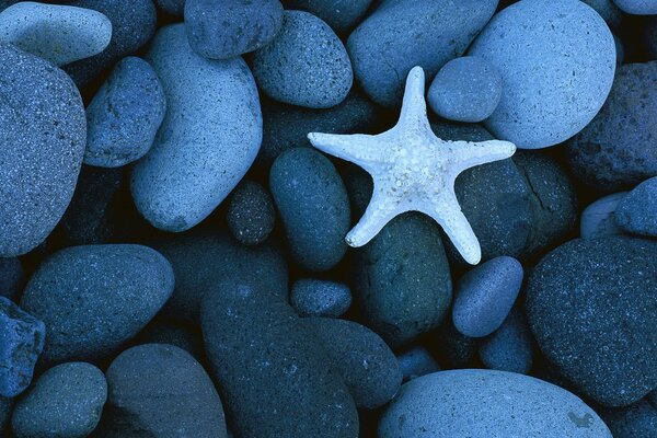 La estrella de mar yace en las rocas