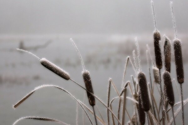 The fog over the swamp covered the grass with frost