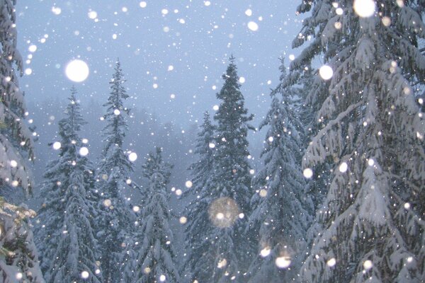 Schnee fällt auf Nadelbäume