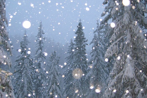 Snow falls on coniferous trees
