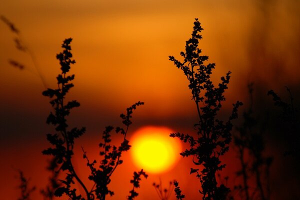 Piante al tramonto foto