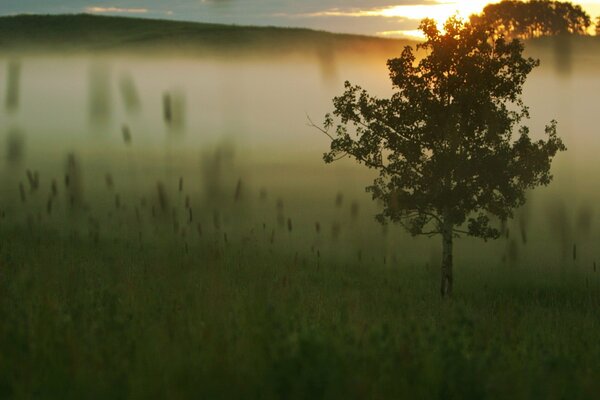 Paesaggio albero solitario nella nebbia