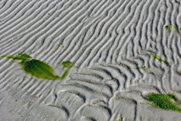 Sand after low tide with traces and algae