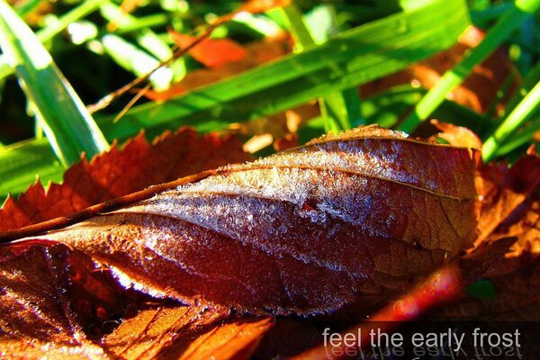 Herbstblatt ist mit Eis bedeckt