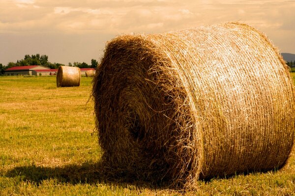 What a field without bales of tallow and hay