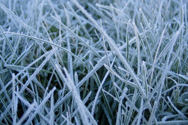 Escarcha de invierno en la hierba