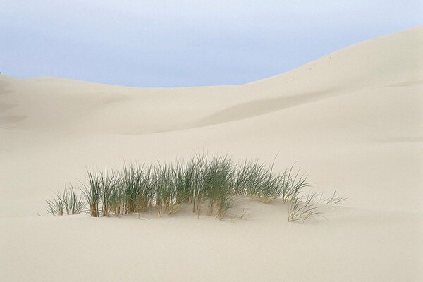 Îlot d herbe au milieu du sable dans le désert