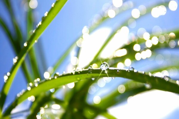 Gocce di rugiada come diamanti nella luce