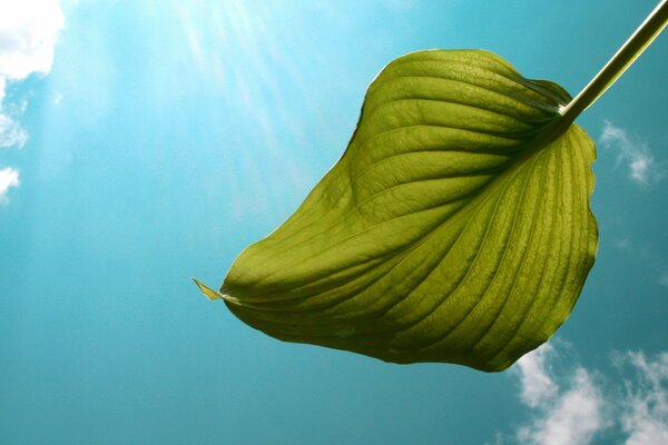 A leaf of greenery against the sky