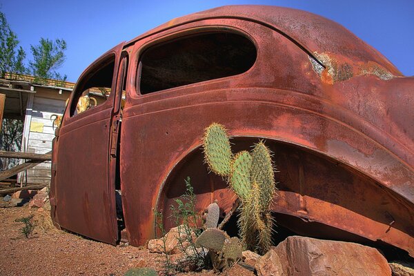 Cactus sullo sfondo di un auto arrugginita