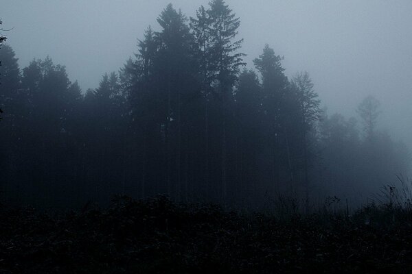 Bosque oscuro ahogado en la niebla oscura