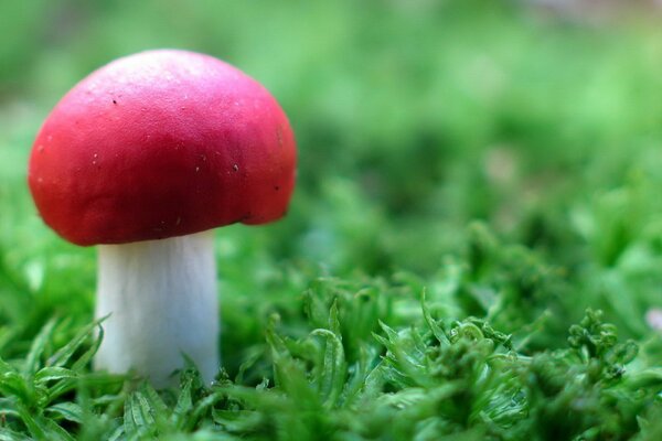 Un guerrier sur le terrain. Champignon dans l herbe