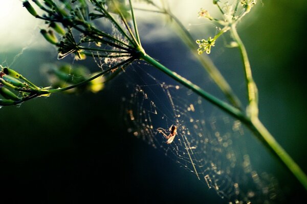 Spinne im Netz hautnah