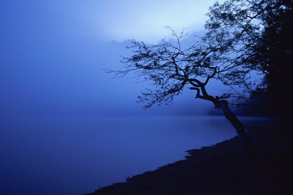 A tree in the fog over the lake