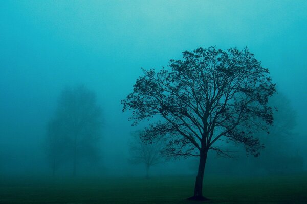 Bolsas de niebla de la noche de verano