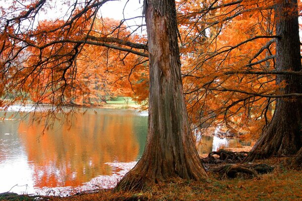 Ein alter Baum trifft den Herbst am Wasser