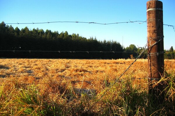 Fence near the forest in the field