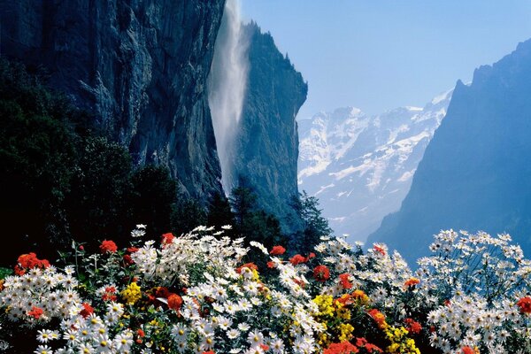 Schöne Blumen auf dem Hintergrund von Bergen und Wasserfällen in der Schweiz