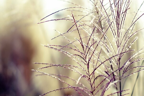 Gras auf unscharfen Herbst Pflanze Hintergrund