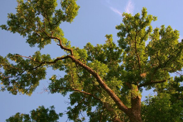 Corona di quercia potente con tronco rotto