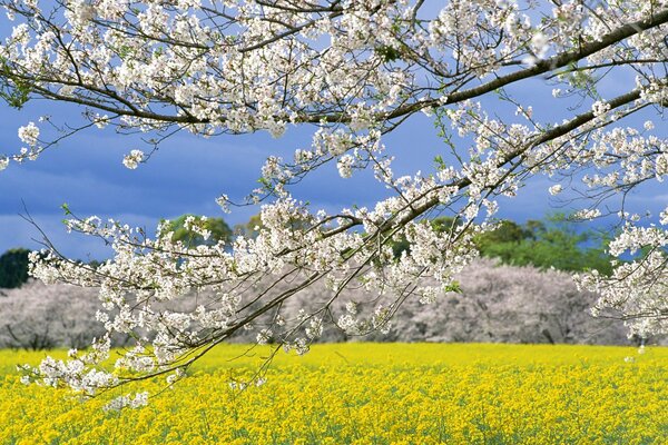 Kirschblüten in Japan