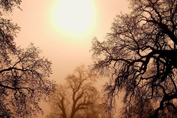 Gli alberi incantati lasciano andare il sole