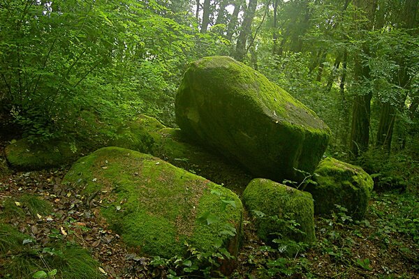 Large stones covered with moss