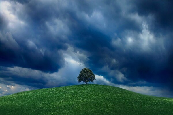 A tree on a green hill under a threatening sky