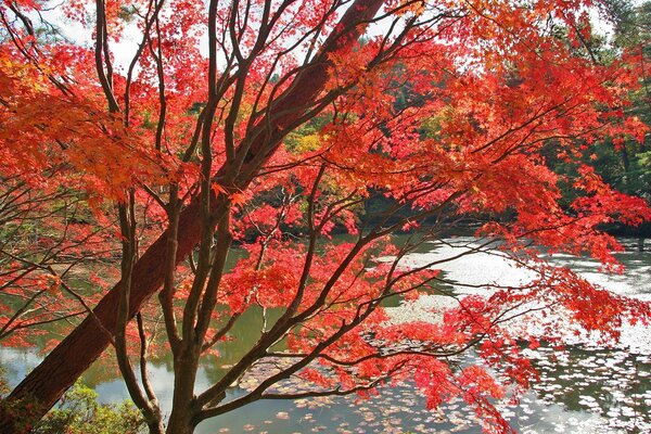 Red maple by the river water